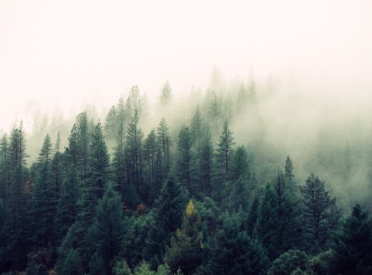 nature-forest-trees-fog-4827