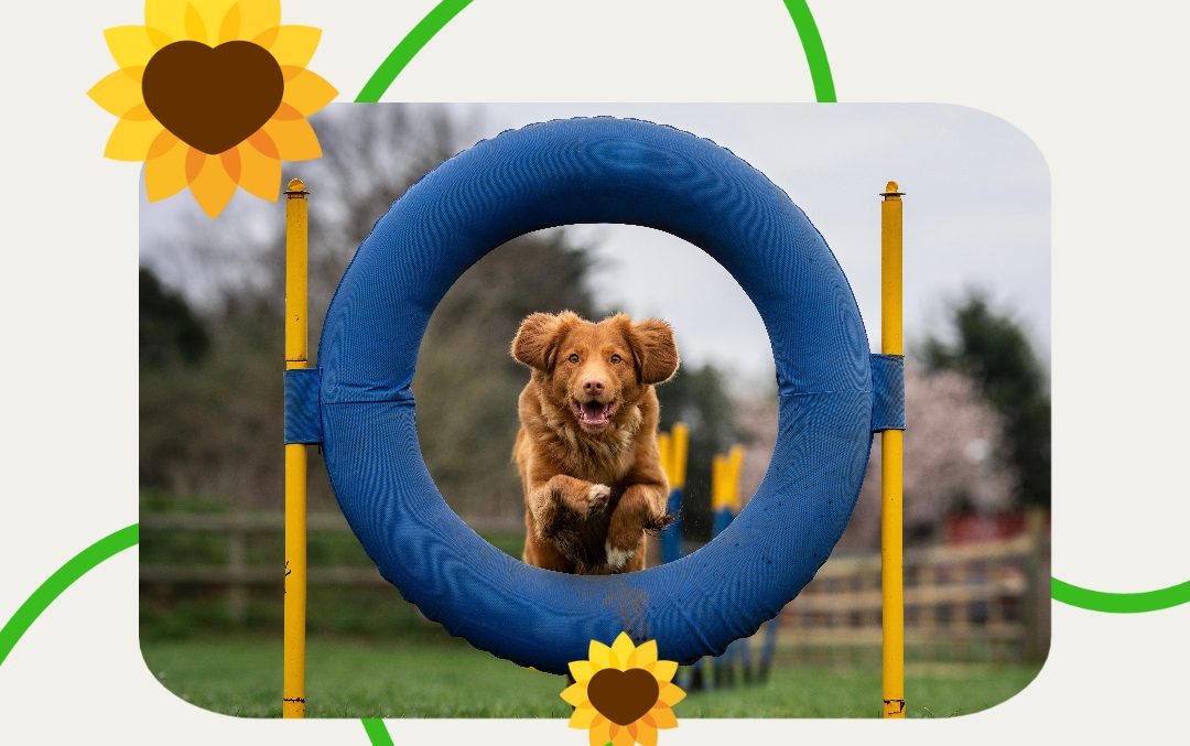 Charity Dog Show and Fun Day