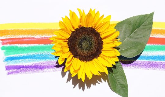 sunflower rainbow
