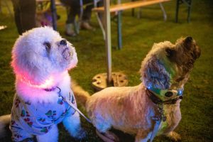 Starlight Walk canine participants