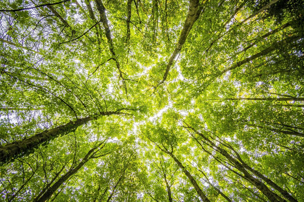 A photo looking up from a ground-level view to dozens of trees