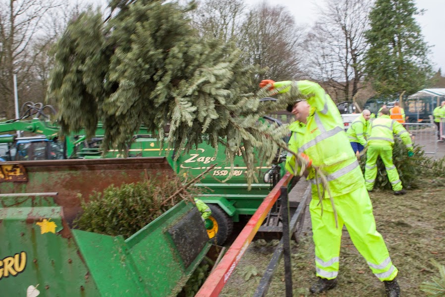 Photo of a man in hi vis clothing throwing a Christmas tree over a barrier into a mulching machine.