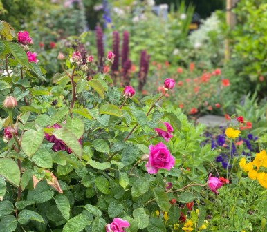 Flowers in a garden, mainly consisting of pink roses.