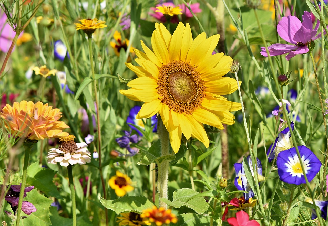 Chorley Hall Lane Allotments