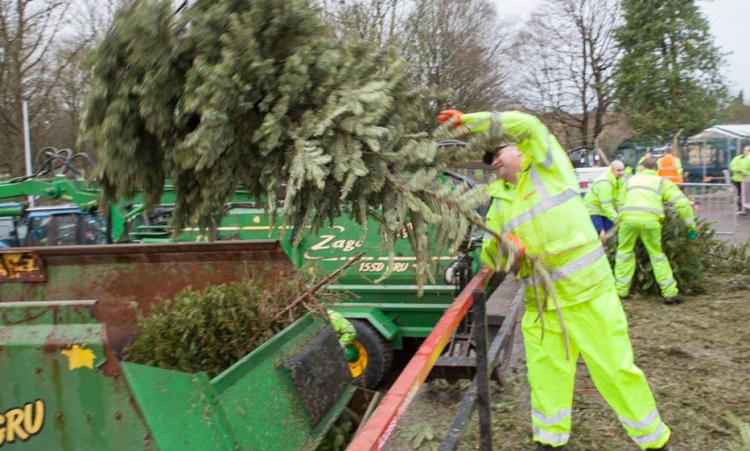 Christmas-Tree-Recycling