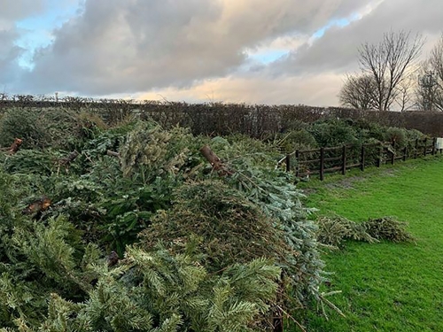 Hilltop trees pile