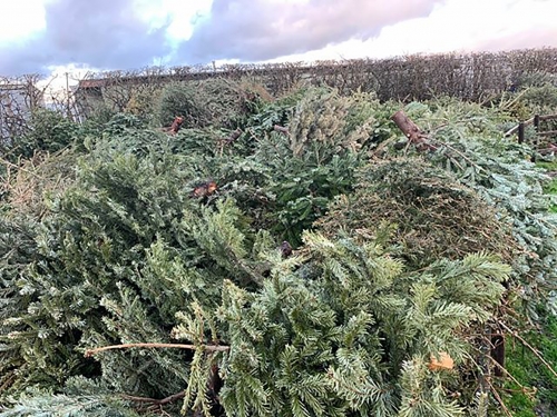 Hilltop trees pile1