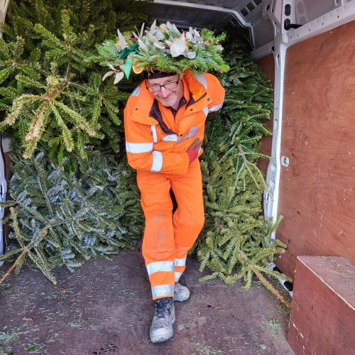 Christmas Tree Collection 2024