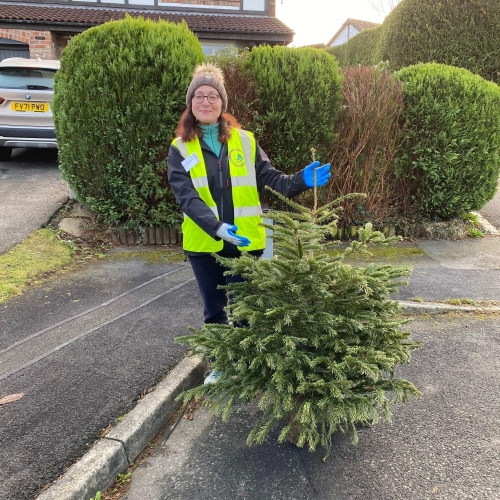 Christmas Tree Collection 2024