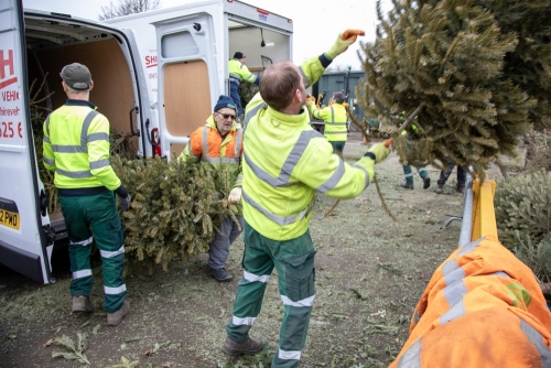 Christmas Tree Collection 2024