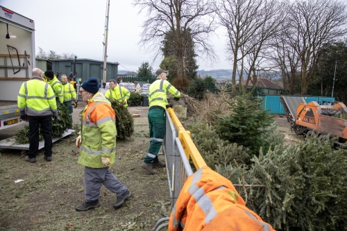 Christmas Tree Collection 2024