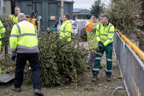 Christmas Tree Collection 2024