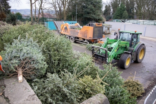 Christmas Tree Collection 2024