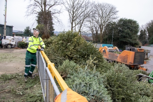 Christmas Tree Collection 2024