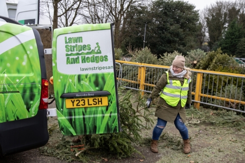 Christmas Tree Collection 2024