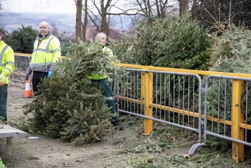 Christmas Tree Collection 2024