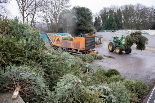 Christmas Tree Collection 2024