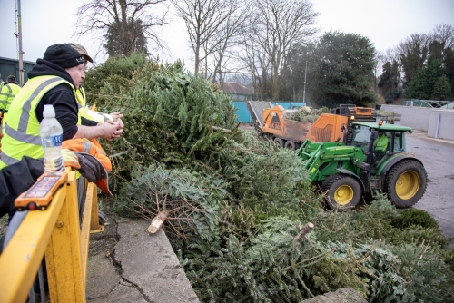 Christmas Tree Collection 2024