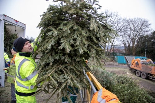 Christmas Tree Collection 2024